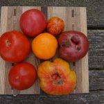 heirloom-tomatoes